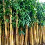 Tanaman Bambu Besar Atau Petok Yang Bermanfaat