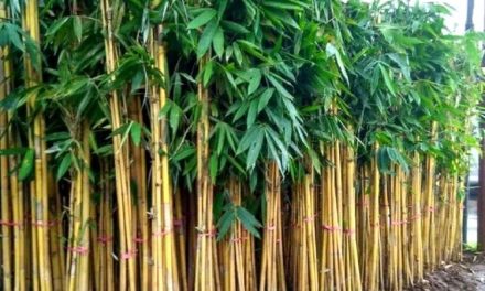 Tanaman Bambu Besar Atau Petok Yang Bermanfaat