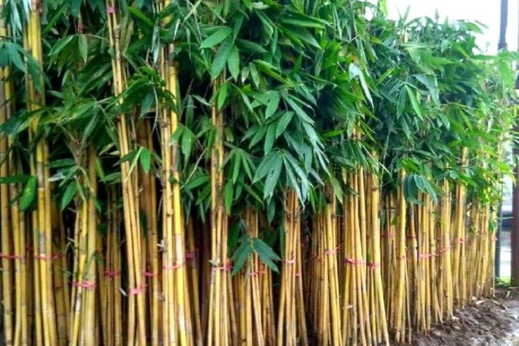 Tanaman Bambu Besar Atau Petok Yang Bermanfaat