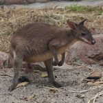 Hewan Berkantung Kanguru Yang Unik Dan Lucu
