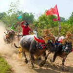 Kegiatan Mekepung Dari Budaya Dan Tradisi Bali