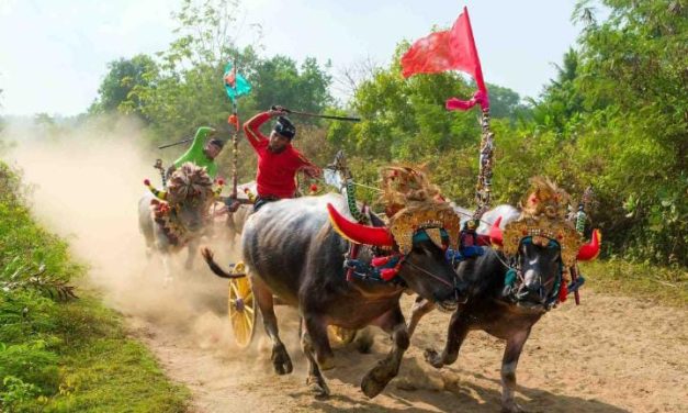Kegiatan Mekepung Dari Budaya Dan Tradisi Bali