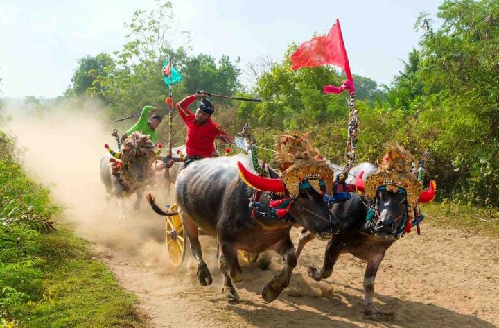 Kegiatan Mekepung Dari Budaya Dan Tradisi Bali