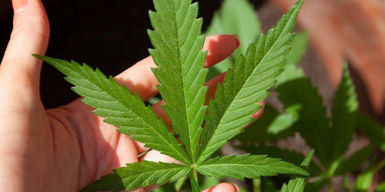 Tumbuhan Berbahaya Ganja Yang Di Salah Gunakan Orang