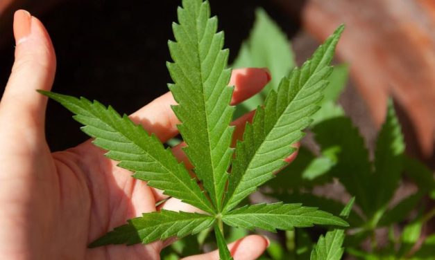 Tumbuhan Berbahaya Ganja Yang Di Salah Gunakan Orang