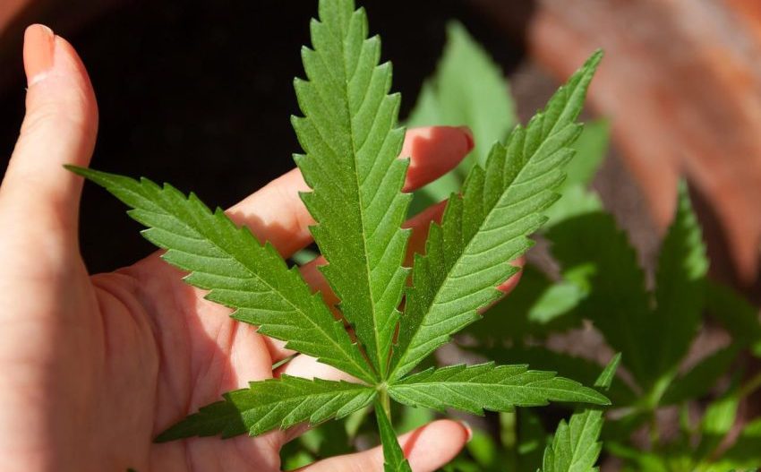Tumbuhan Berbahaya Ganja Yang Di Salah Gunakan Orang