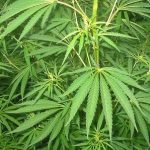 Tumbuhan Berbahaya Ganja Dengan Dampak Negatif