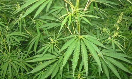 Tumbuhan Berbahaya Ganja Dengan Dampak Negatif