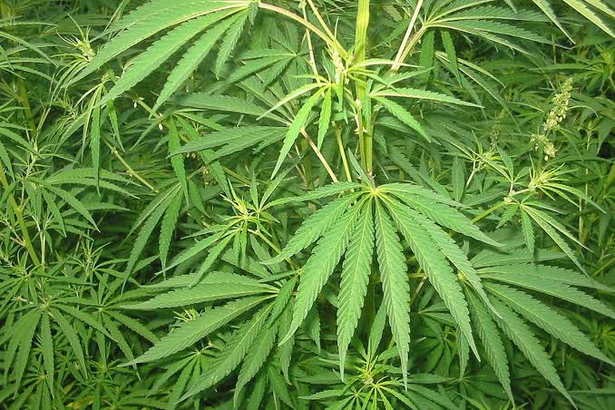 Tumbuhan Berbahaya Ganja Dengan Dampak Negatif