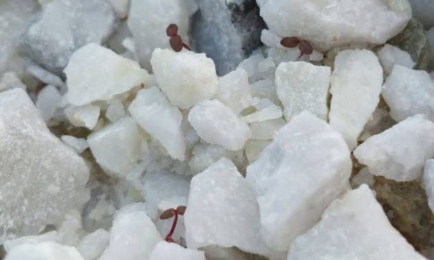Bahan Mineral Kapur Yang Banyak Di Kehidupan Manusia