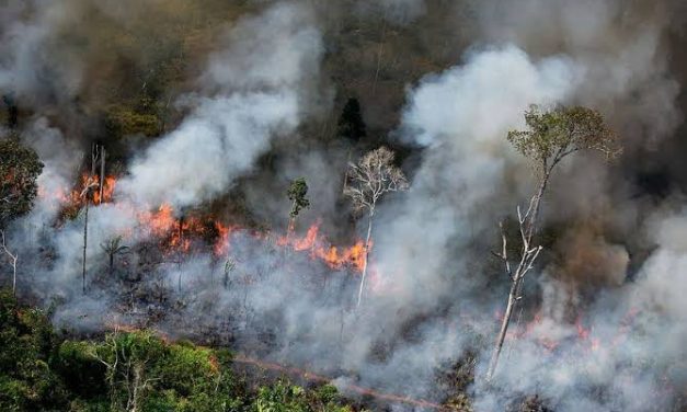 Kejadian Pembakaran Hutan Yang Di Sengajai Oknum