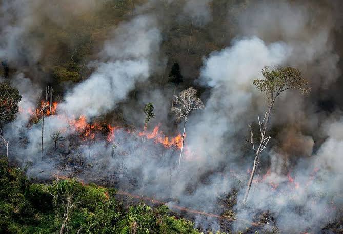 Kejadian Pembakaran Hutan Yang Di Sengajai Oknum