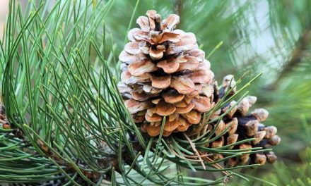 Tanaman Berkayu Pohon Pinus Dengan Pengolahannya