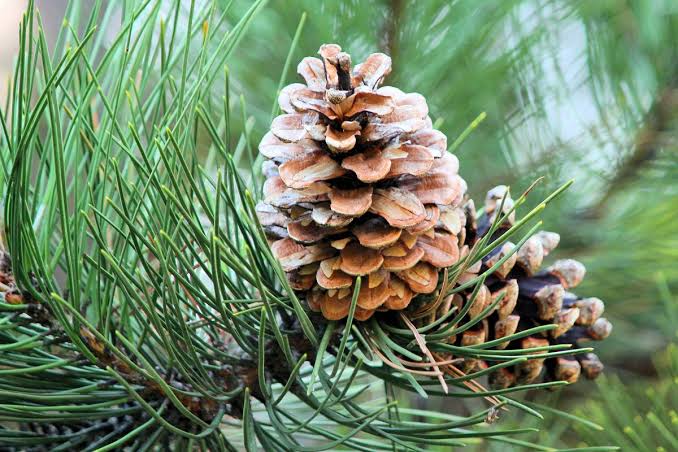 Tanaman Berkayu Pohon Pinus Dengan Pengolahannya
